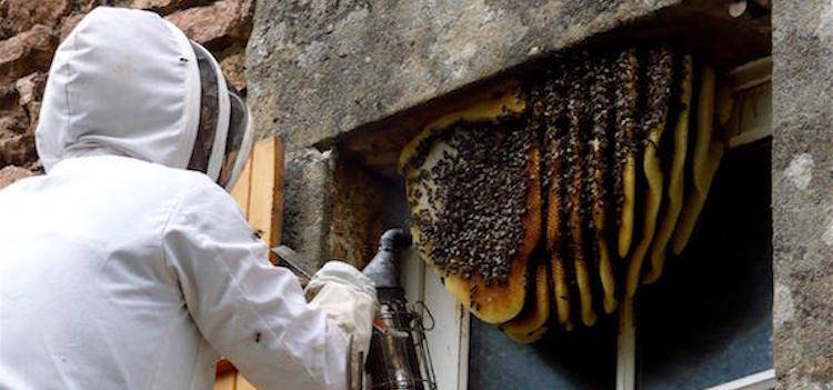 Wasp and hornet nest removal specialist in protective equipment